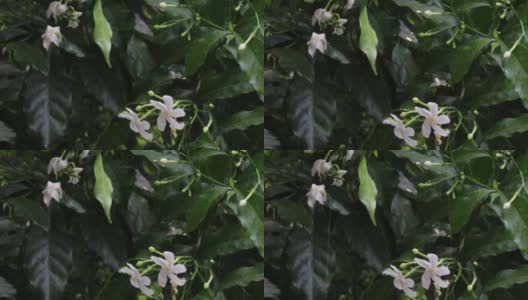 下雨天，雨点落在茉莉花的白花上高清在线视频素材下载