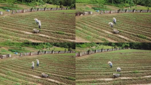 一位老人和他的儿子早上在农场例行工作高清在线视频素材下载