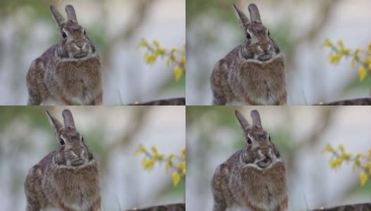 白尾兔站在树桩上动着嘴，停顿了一下，然后翻了个旁白高清在线视频素材下载