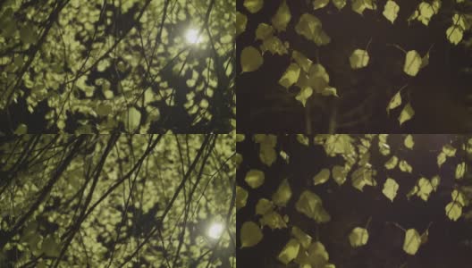 一棵黄叶树下的垂直全景图，在夜晚，由一盏灯笼照亮高清在线视频素材下载