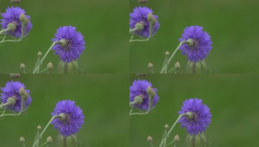 矢车菊的花在风中摇曳，特写镜头。高清在线视频素材下载