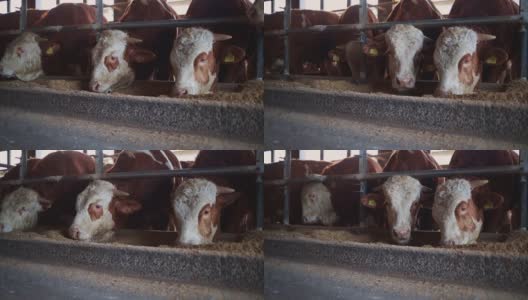 牛的农场高清在线视频素材下载