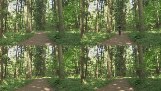 高清:森林徒步旅行者高清在线视频素材下载