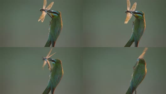Blue-cheeked食蜂鸟高清在线视频素材下载