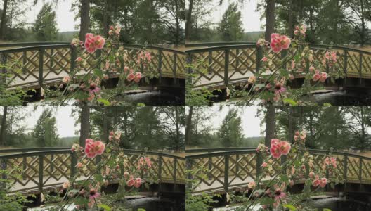夏天的花和木桥。高清在线视频素材下载