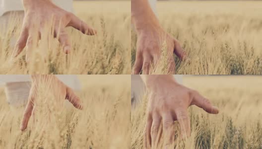 用手抚摸着田野里的小麦高清在线视频素材下载