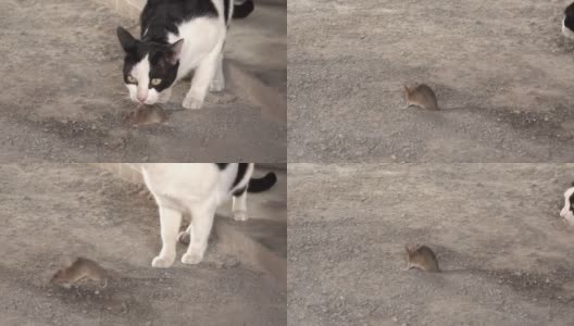 猫和老鼠玩高清在线视频素材下载