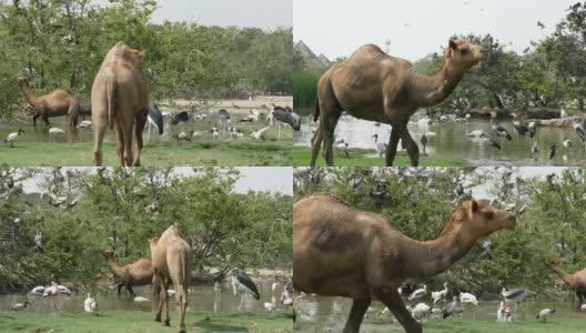 世界各地的动物，骆驼和淡水鸟类高清在线视频素材下载