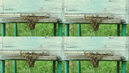 蜂房和蜜蜂高清在线视频素材下载