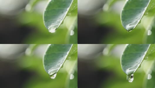 水滴落在新鲜的绿叶反射阳光在清晨的自然背景，微距拍摄的慢动作。拯救环境的概念，清洁地球，生态，世界地球日。高清在线视频素材下载