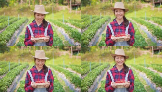 4K亚洲女农民肖像工作有机草莓农场高清在线视频素材下载