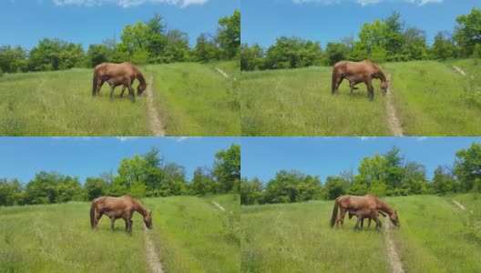 在绿油油的草地和蔚蓝的天空的背景下，新生的小马驹正在吮吸母马的乳汁高清在线视频素材下载