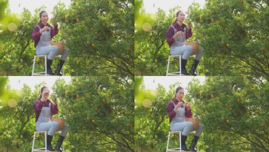 4K亚洲妇女农民在橙子园收获成熟的橙子果实。高清在线视频素材下载