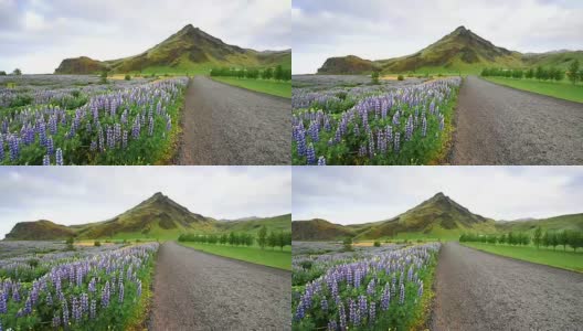 冰岛风景如画的森林和山脉。野生的蓝色羽扇豆在夏天开花高清在线视频素材下载