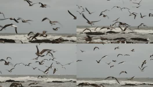 迎风飞翔的鸟群高清在线视频素材下载