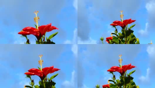 放大镜头，一个盛开的芙蓉花在蓝色的天空。高清在线视频素材下载