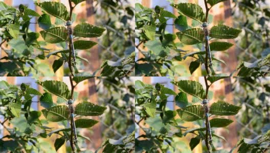 大蜻蜓坐在绿色树叶的树枝上高清在线视频素材下载