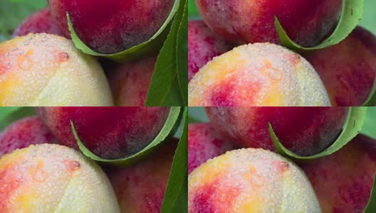 成熟的桃子从树枝上剪下来高清在线视频素材下载