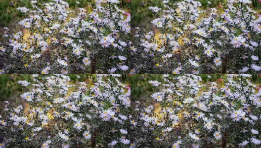 蜜蜂在秋天的蓝色花朵上飞翔高清在线视频素材下载