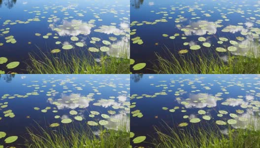 叶子百合漂浮在湖面上反射天空和云彩4K高清在线视频素材下载