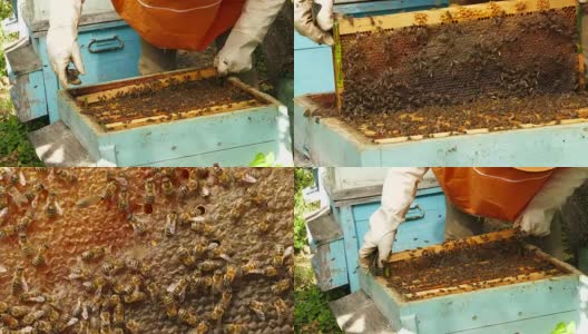 4K养蜂人工作与蜜蜂和蜂箱在蜂房高清在线视频素材下载