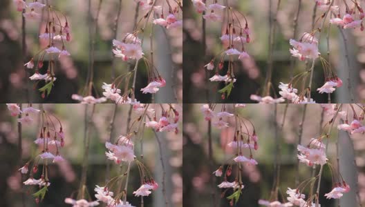 樱花的花,将日本秋田犬高清在线视频素材下载