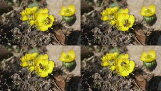 蜜蜂在冬附子(Eranthis hyemalis)花上。高清在线视频素材下载