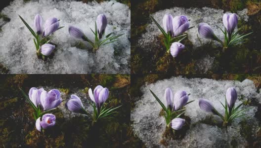 春天融雪，藏红花盛开高清在线视频素材下载