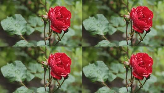 花园里枝上的红玫瑰高清在线视频素材下载