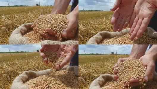 小麦收成高清在线视频素材下载