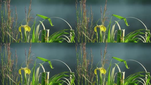 美丽的野黄鸢尾，黄旗，带着露水，清晨的湖上。田园诗般的日出，第一缕阳光照在鲜花上，雾气浮出水面。蜘蛛网在阳光下闪闪发光。生态学、季节、环境的概念高清在线视频素材下载