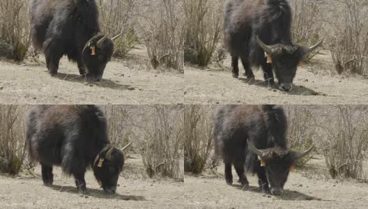 喜马拉雅牦牛在尼泊尔的群山中吃草。Manaslu电路长途跋涉。高清在线视频素材下载