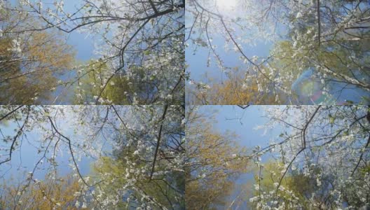 美丽盛开的梅树映衬着蓝天高清在线视频素材下载