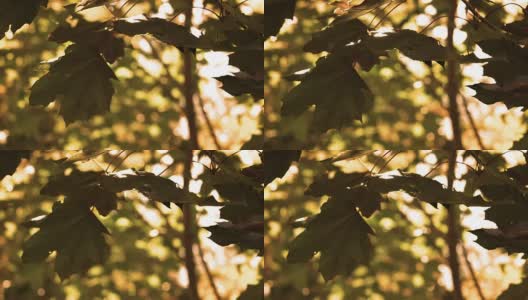 日本枫树的叶子在琥珀色的阳光下飘动高清在线视频素材下载