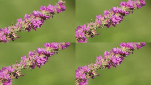 春天粉红色的花朵上飞着蜜蜂在采蜜高清在线视频素材下载