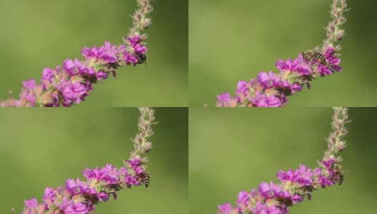 春天粉红色的花朵上飞着蜜蜂在采蜜高清在线视频素材下载