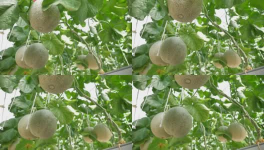 瓜生长在温室农场的特写高清在线视频素材下载