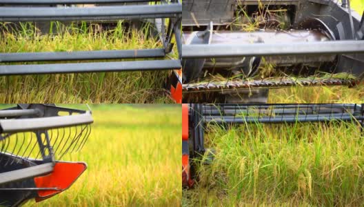 在泰国的稻田里，拖拉机水稻发动机的慢动作收割水稻高清在线视频素材下载