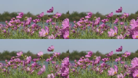 宇宙花丛中粉红的小花随风摇曳，大自然的花朵。高清在线视频素材下载