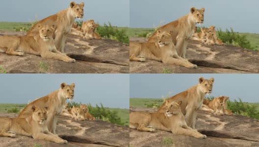 kopje上的母狮和幼崽高清在线视频素材下载