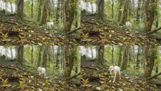 狗在树林里散步在秋天的视频，中等大小的狗在树林里散步在秋天的树叶高清在线视频素材下载