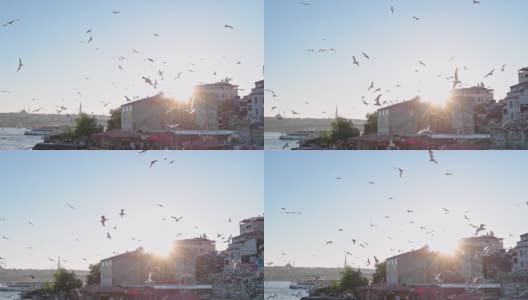 一群鸟围着港口旋转。土耳其旅游城市。日落在伊斯坦布尔。伊斯坦布尔的旧年。博斯普鲁斯海峡，成群的海鸥在上面盘旋。高清在线视频素材下载