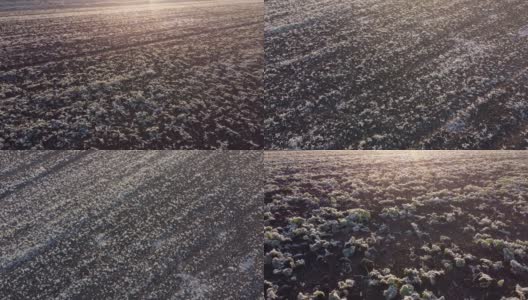 早晨，绿色的农田上覆盖着银白色的霜。田野上的日出。高清在线视频素材下载