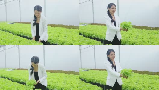 在有机温室农场里，女商人手持蔬菜。高清在线视频素材下载