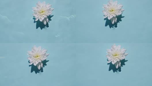 顶视图慢动作的白色菊花在水面,海浪在蓝色背景。水溅出蓝色。纯净水反射阳光和阴影高清在线视频素材下载