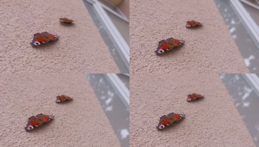 墙上的孔雀蝴蝶高清在线视频素材下载