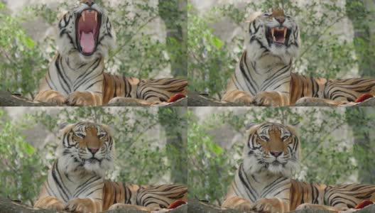 一只老虎躺在森林的岩石上看着镜头高清在线视频素材下载