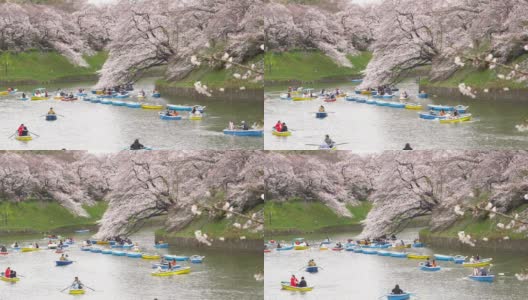 樱花花瓣飘落在日本东京的千origafuchi公园高清在线视频素材下载