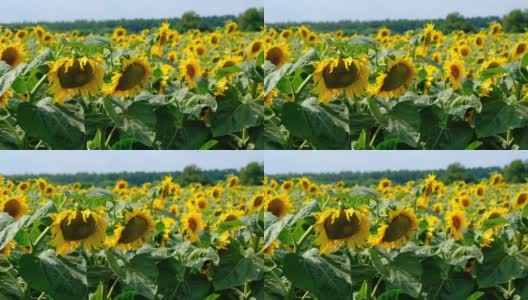 向日葵在田野，许多美丽的向日葵在充满活力的颜色高清在线视频素材下载