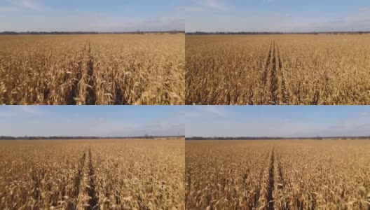 无人机飞过一片长满成熟玉米的田野。农业的概念。4 k分辨率的视频。玉米田和蓝天地平线高清在线视频素材下载